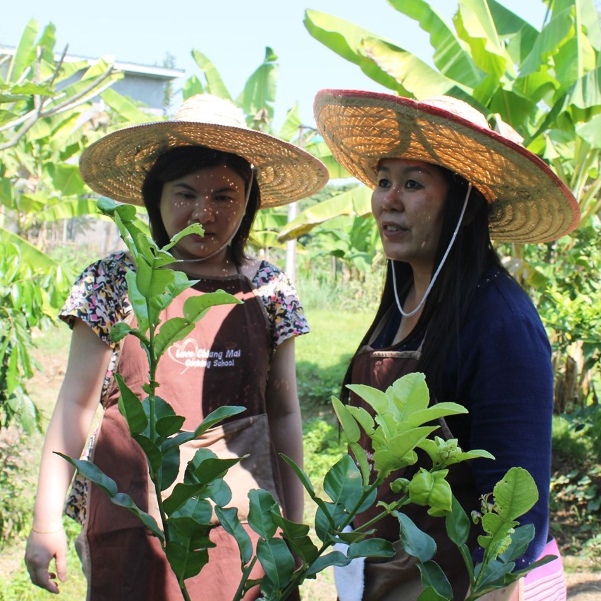 Traditional Lanna Countryside Cooking Experience